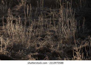 Photo Of Dry Grass Meadow Covered By Frost. Winter Frosty Rural Scene With Beautiful Sunrays.