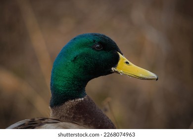 A photo of a duck's head - Shutterstock ID 2268074963
