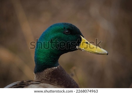 A photo of a duck's head