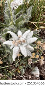 Photo of edelweiss, the queens of flowers, very rare, beautiful and white, among the the mountains rocks. Edelweiss are the symbol of the Alps