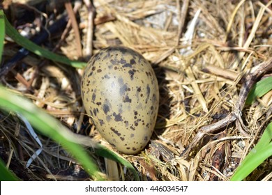 Photo Egg Far Eastern Gulls Lying Stock Photo 446034547 | Shutterstock