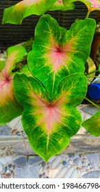 Photo Of Elephant Ear Flower