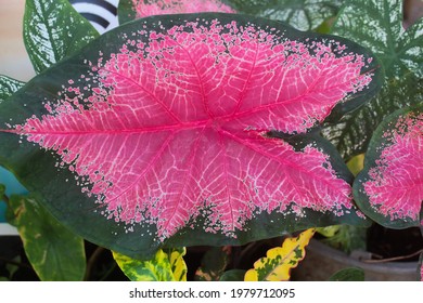 Photo Of Elephant Ear Flower With Red Leaves