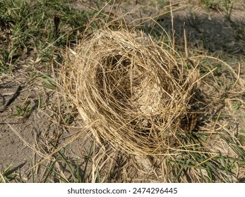 Photo of a empty bird's nest on the ground after falling from a tree - Powered by Shutterstock