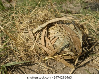 Photo of a empty bird's nest on the ground after falling from a tree - Powered by Shutterstock