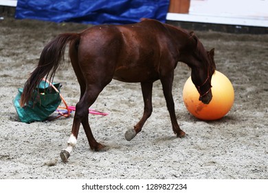 Photo Of An Equestrian Training With Balls And Beautiful Yearlings 