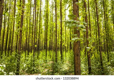 Photo Of An Eucalyptus Forest.