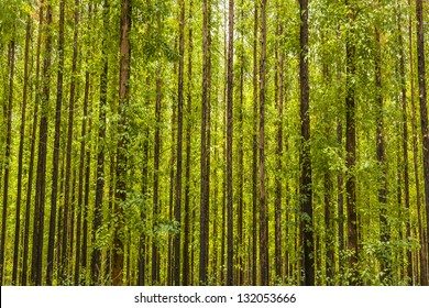 Photo Of An Eucalyptus Forest.