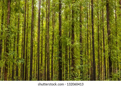 Photo Of An Eucalyptus Forest.