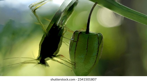 photo example failed to blend focus stacking grasshoppers and fruit snippets