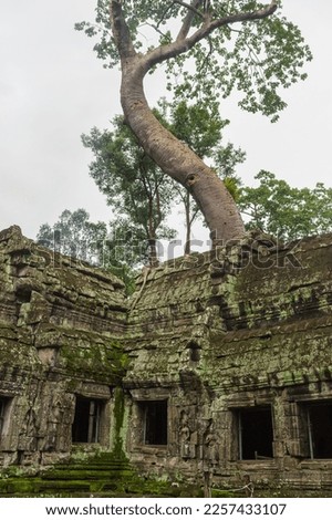 A photo of the famous Spung tree that grows on the roof of the Ta Prohm temple in Cambodia. Metal supports can be seen in the windows which have been installed as part of ongoing conservation efforts.