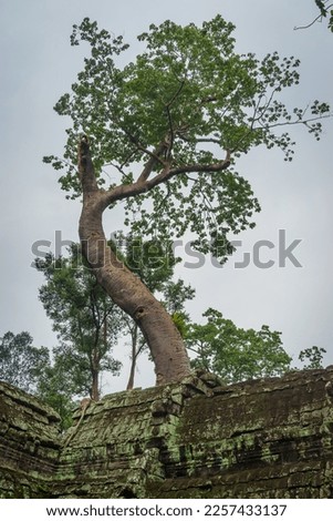 A photo of the famous spung tree that grows on the roof of the Ta Prohm temple ruins in Cambodia. 