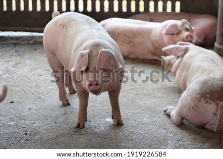 Photo of fattening pigs in a cement stall of a commercial pig farm.
