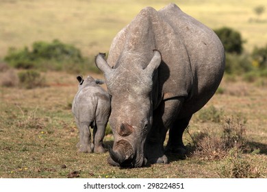 Photo Female Rhino Rhinoceros Her Calf Stock Photo 298224851 | Shutterstock