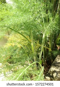 A Photo Of Fennel Plant   