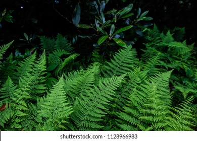 A photo of ferns Blue Ridge Parkway