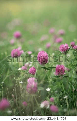Photo of a field clover on the summer edge.