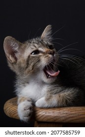 Photo Of A Fierce Kitten At The Studio With The Tounge Out Yawning