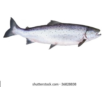  Photo Of Fish Salmon On White Background