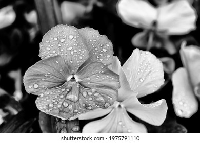 photo of a flower in the rain taken in bw