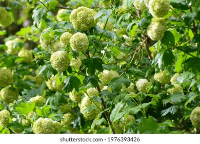 A photo of flowering snowball tree in May, Oxfordshire, England, Great Britain, UK. Viburnum opulus 'Roseum' commonly known as Snowball or Guelder rose. 