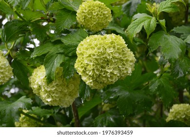 A photo of flowering snowball tree in May, Oxfordshire, England, Great Britain, UK. Viburnum opulus 'Roseum' commonly known as Snowball or Guelder rose. 
