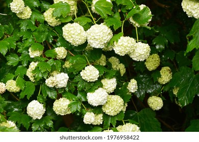 A photo of flowering snowball tree in May, Oxfordshire, England, Great Britain, UK. Viburnum opulus 'Roseum' commonly known as Snowball or Guelder rose. Space for copy. 