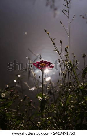 Similar – Image, Stock Photo wimps Flowerpot Plant