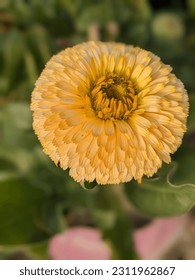 Photo of Flowers  in Garden - Shutterstock ID 2311962867