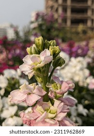 Photo of Flowers  in Garden - Shutterstock ID 2311962869