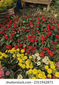 Photo of Flowers  in Garden - Shutterstock ID 2311962871