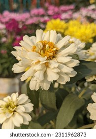 Photo of Flowers  in Garden - Shutterstock ID 2311962873