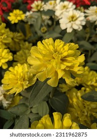 Photo of Flowers  in Garden - Shutterstock ID 2311962875