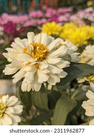 Photo of Flowers  in Garden - Shutterstock ID 2311962877