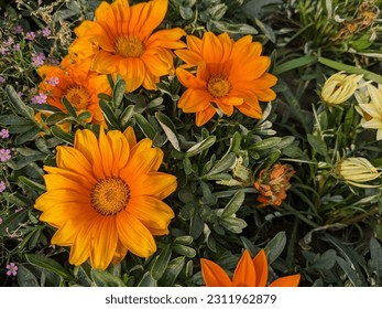 Photo of Flowers  in Garden - Shutterstock ID 2311962879