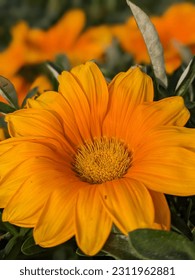 Photo of Flowers  in Garden - Shutterstock ID 2311962881
