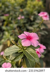Photo of Flowers  in Garden - Shutterstock ID 2311962897