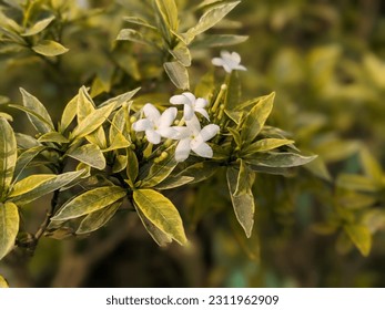 Photo of Flowers  in Garden - Shutterstock ID 2311962909
