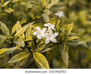 Photo of Flowers  in Garden - Shutterstock ID 2311962913