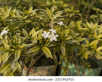 Photo of Flowers  in Garden - Shutterstock ID 2311962915