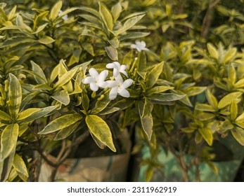 Photo of Flowers  in Garden - Shutterstock ID 2311962919