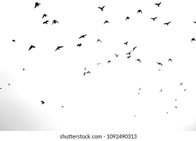 Photo Flying Black Birds On White Stock Photo 1092490313 | Shutterstock