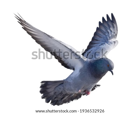 photo of flying dove isolated on white background