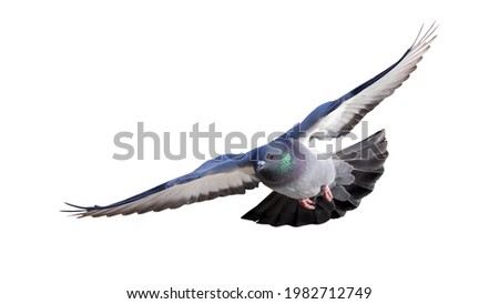 photo of flying dove isolated on white background