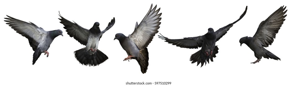 photo of flying doves isolated on white background
