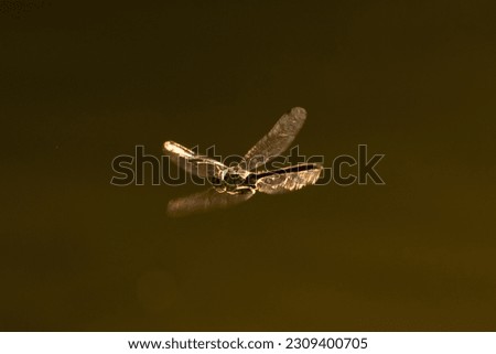 A photo of a flying firefly 