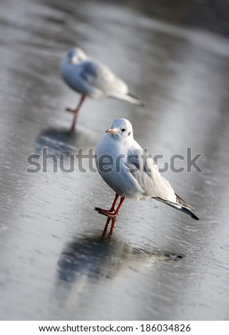 Similar – Image, Stock Photo all daft … North Sea