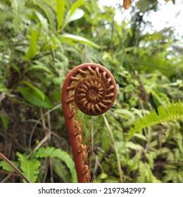 Photo Focus On Ferns , Pteridophyta