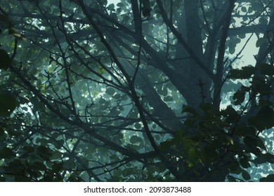 Photo of the foggy forest. - Shutterstock ID 2093873488