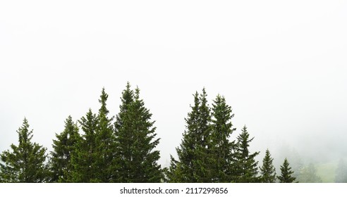 A photo of a forest and foggy overcast day in Allgau, Bavaria